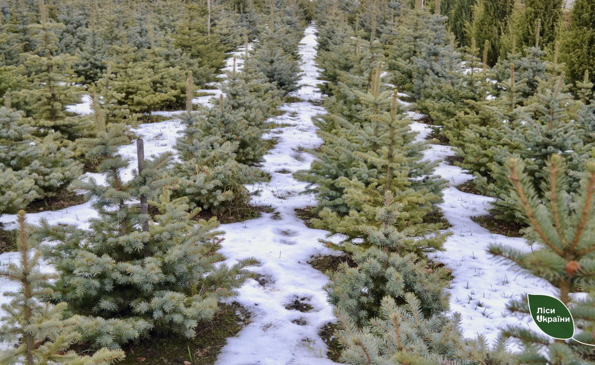 Новини Вінниці - фото з Новорічні красуні можна купити у лісників. В асортименті сосна та ялина