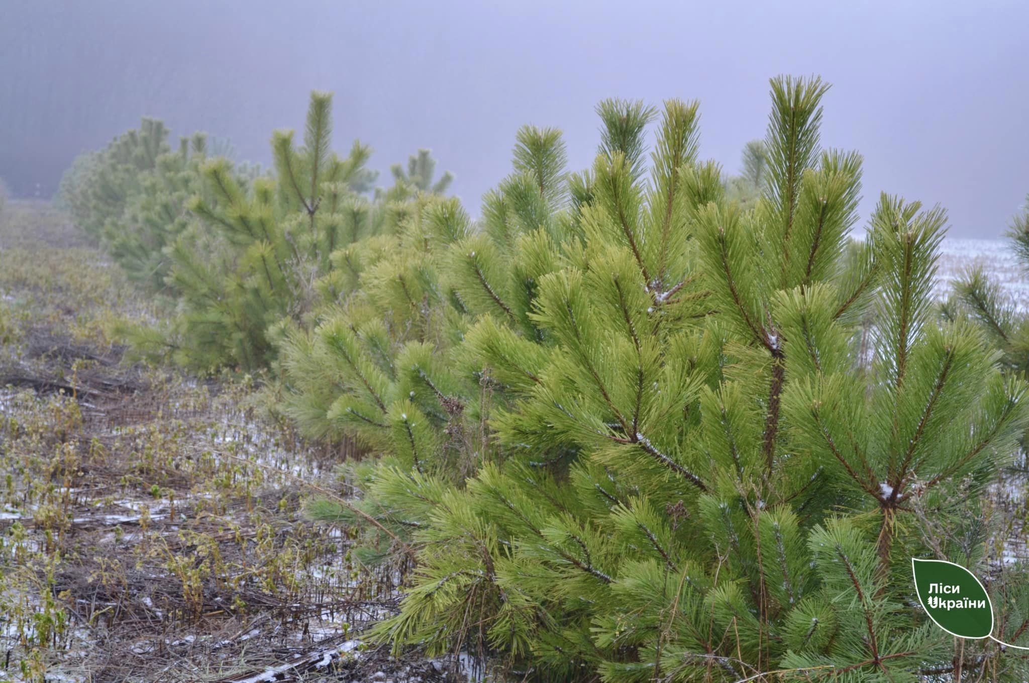 Новини Вінниці - фото з Новорічні красуні можна купити у лісників. В асортименті сосна та ялина