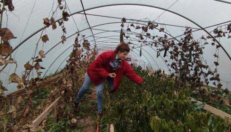Новини Вінниці - фото з «Закохую людей в цей овоч». Фермерка з Вінниччини вирощує 17 різних сортів перців