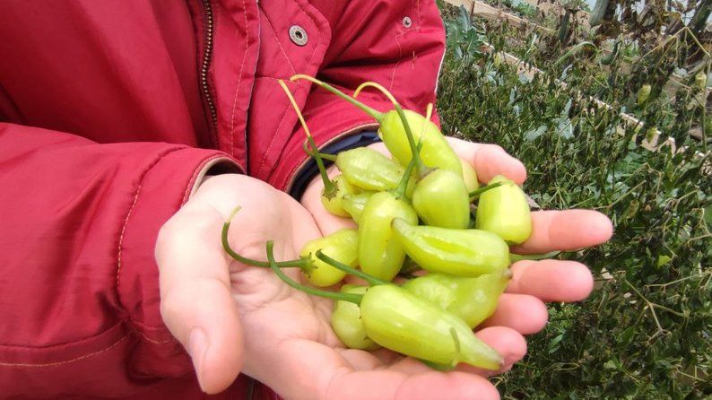 Новини Вінниці - фото з «Закохую людей в цей овоч». Фермерка з Вінниччини вирощує 17 різних сортів перців