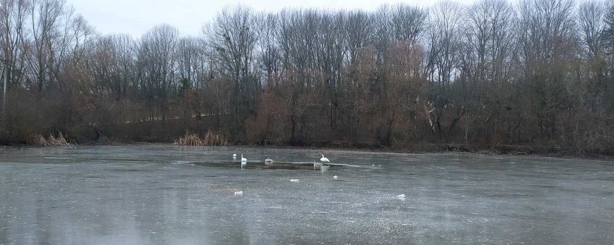 Новини Вінниці - фото з «Допоможіть врятувати лебедів!». Чому замість порятунку фахівці радять дати птахам спокій