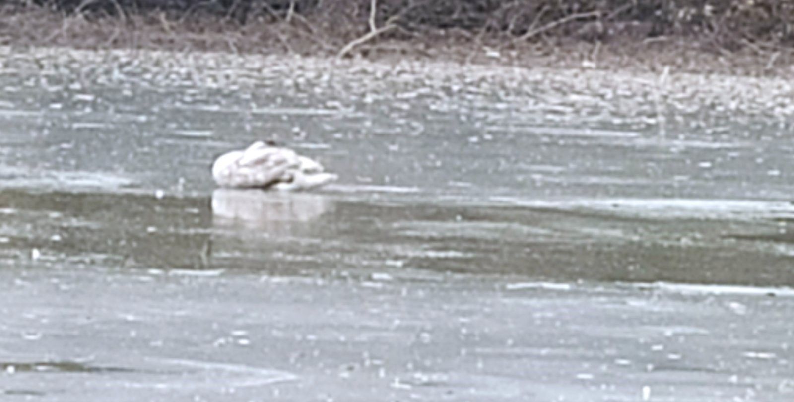Новини Вінниці - фото з «Допоможіть врятувати лебедів!». Чому замість порятунку фахівці радять дати птахам спокій