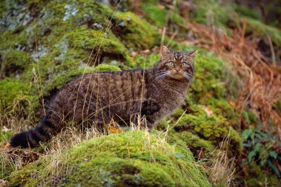 Новини Вінниці - фото з У лісах Вінниччини збільшилася кількість кота лісового. Що відомо про цю рідкісну тварину?