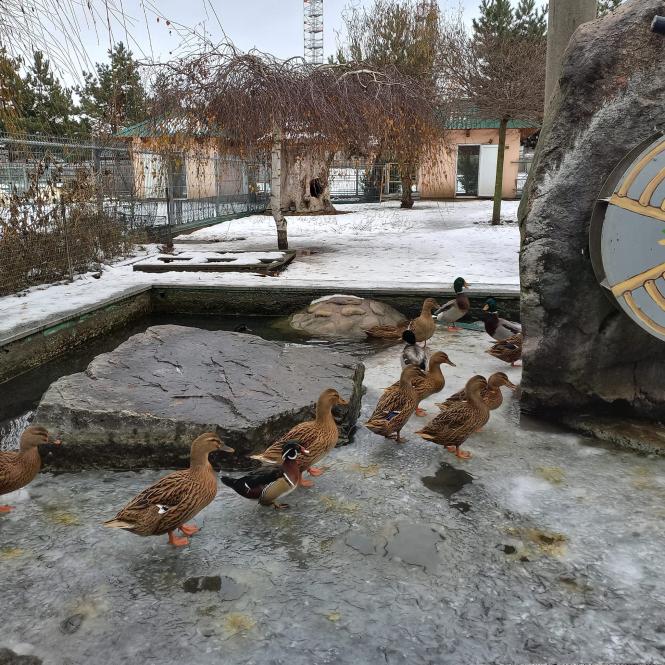 Новини Вінниці - фото з Тваринки люблять увагу і смаколики. Світлини мешканців Подільського зоопарку