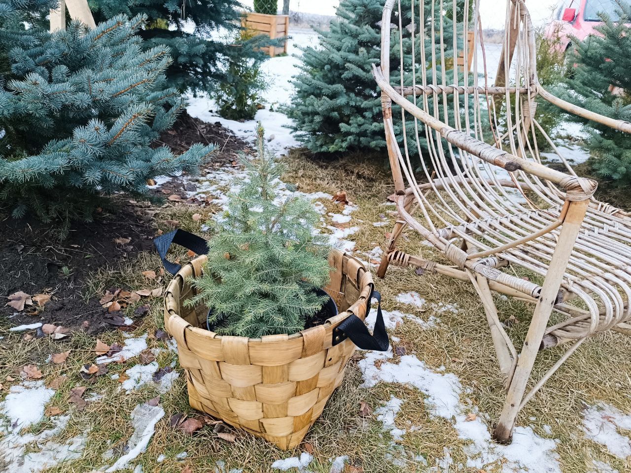 Новини Вінниці - фото з Від 100 гривень до 12 тисяч. Де і за скільки можна купити живу ялинку у Вінниці?