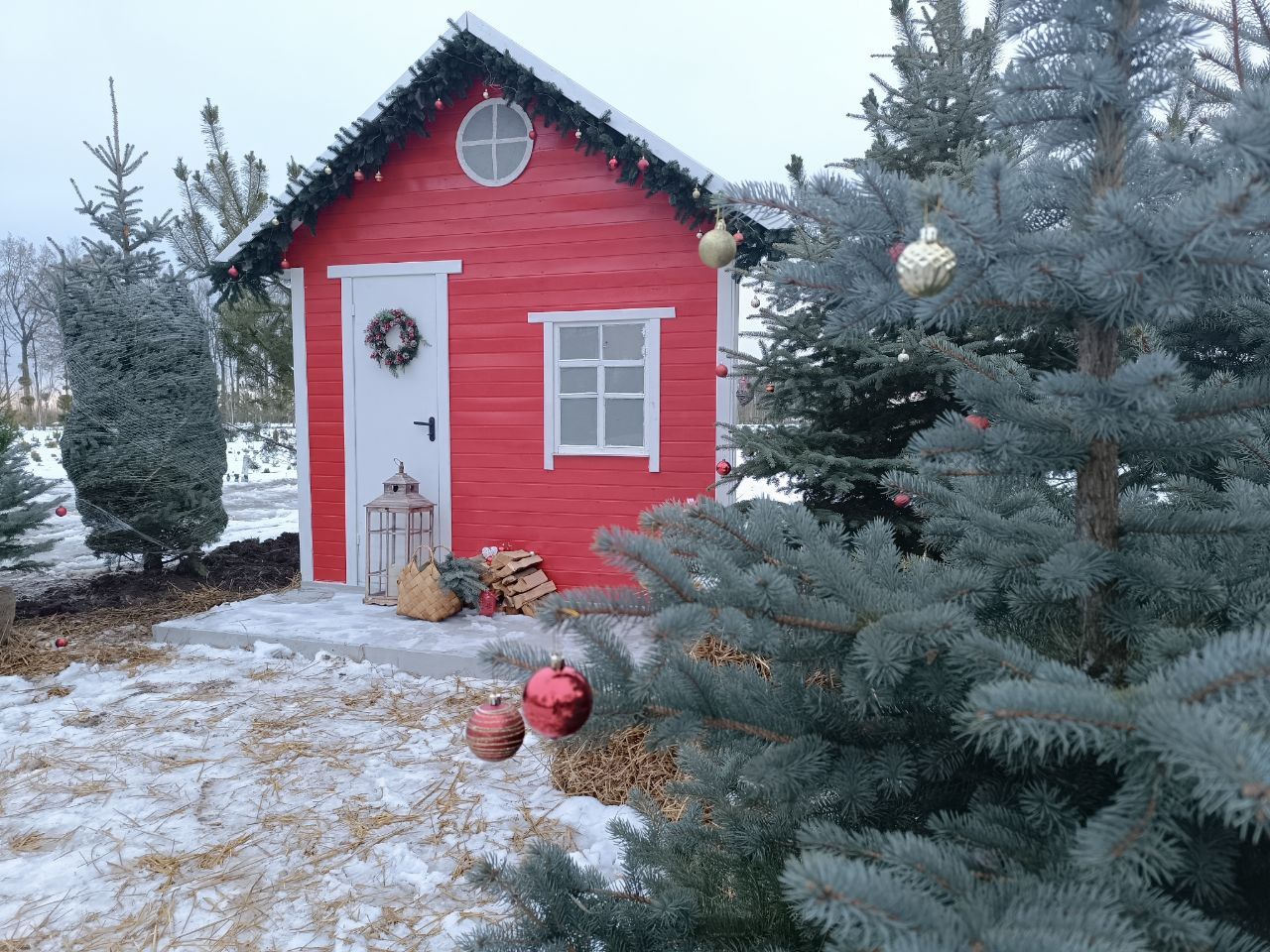 Новини Вінниці - фото з Від 100 гривень до 12 тисяч. Де і за скільки можна купити живу ялинку у Вінниці?