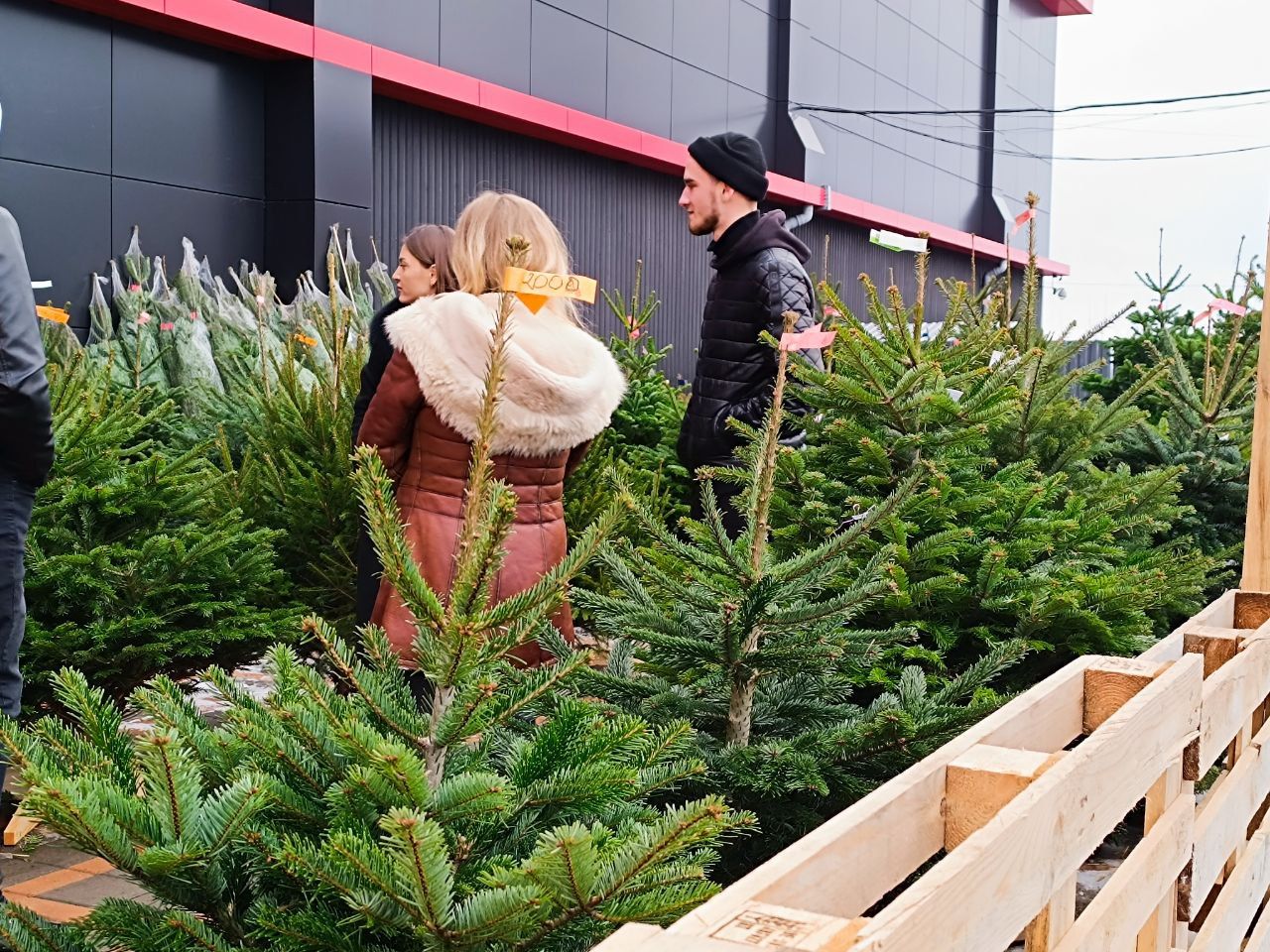 Новини Вінниці - фото з Від 100 гривень до 12 тисяч. Де і за скільки можна купити живу ялинку у Вінниці?