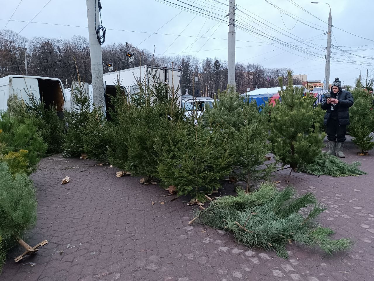Новини Вінниці - фото з Від 100 гривень до 12 тисяч. Де і за скільки можна купити живу ялинку у Вінниці?