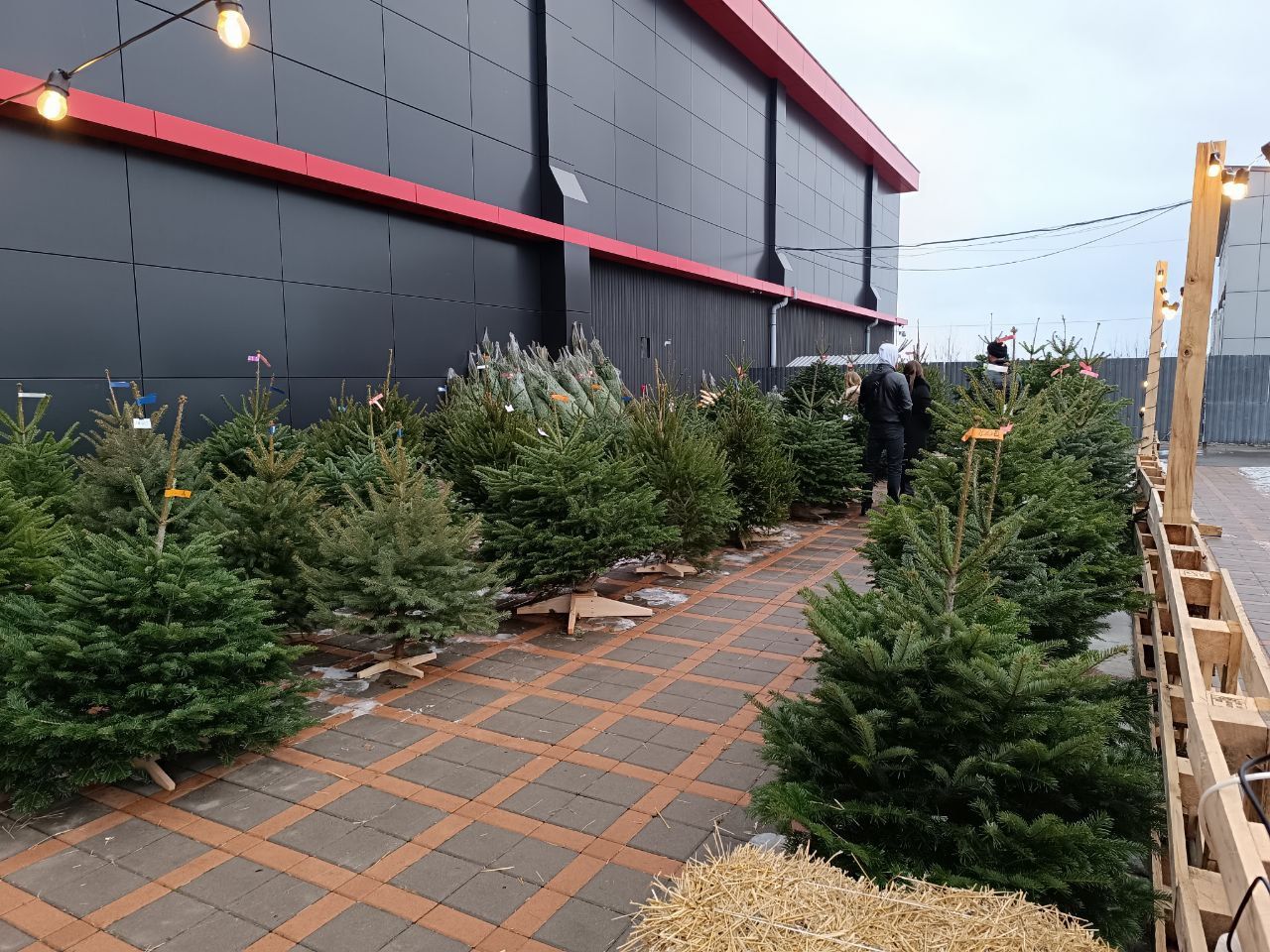 Новини Вінниці - фото з Від 100 гривень до 12 тисяч. Де і за скільки можна купити живу ялинку у Вінниці?