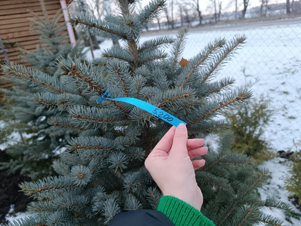Новини Вінниці - фото з Від 100 гривень до 12 тисяч. Де і за скільки можна купити живу ялинку у Вінниці?