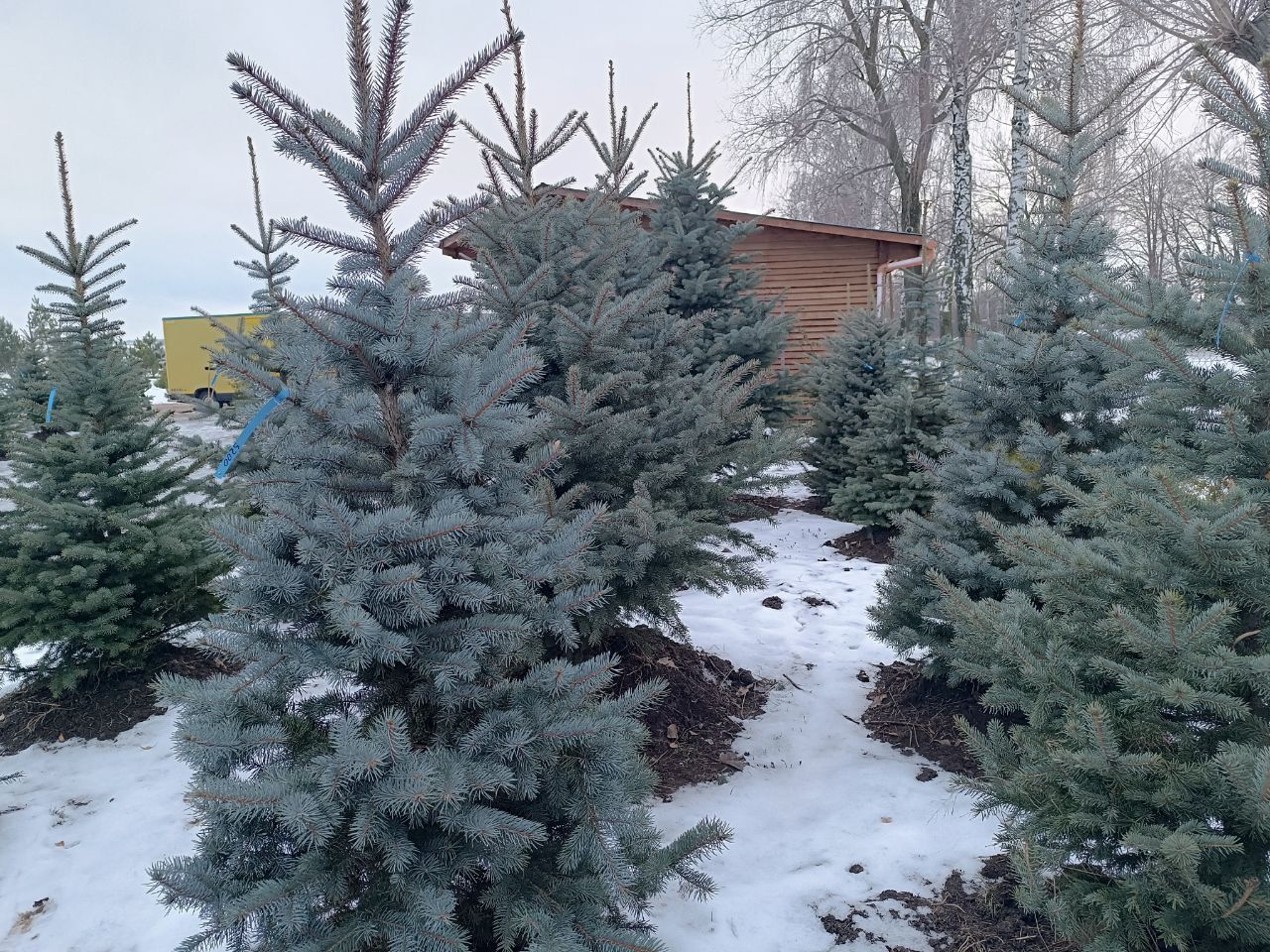 Новини Вінниці - фото з Від 100 гривень до 12 тисяч. Де і за скільки можна купити живу ялинку у Вінниці?