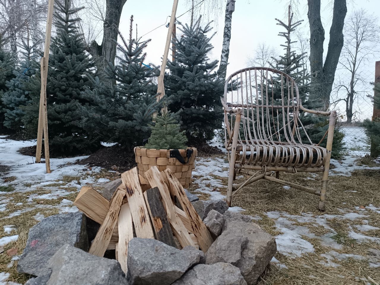 Новини Вінниці - фото з Від 100 гривень до 12 тисяч. Де і за скільки можна купити живу ялинку у Вінниці?