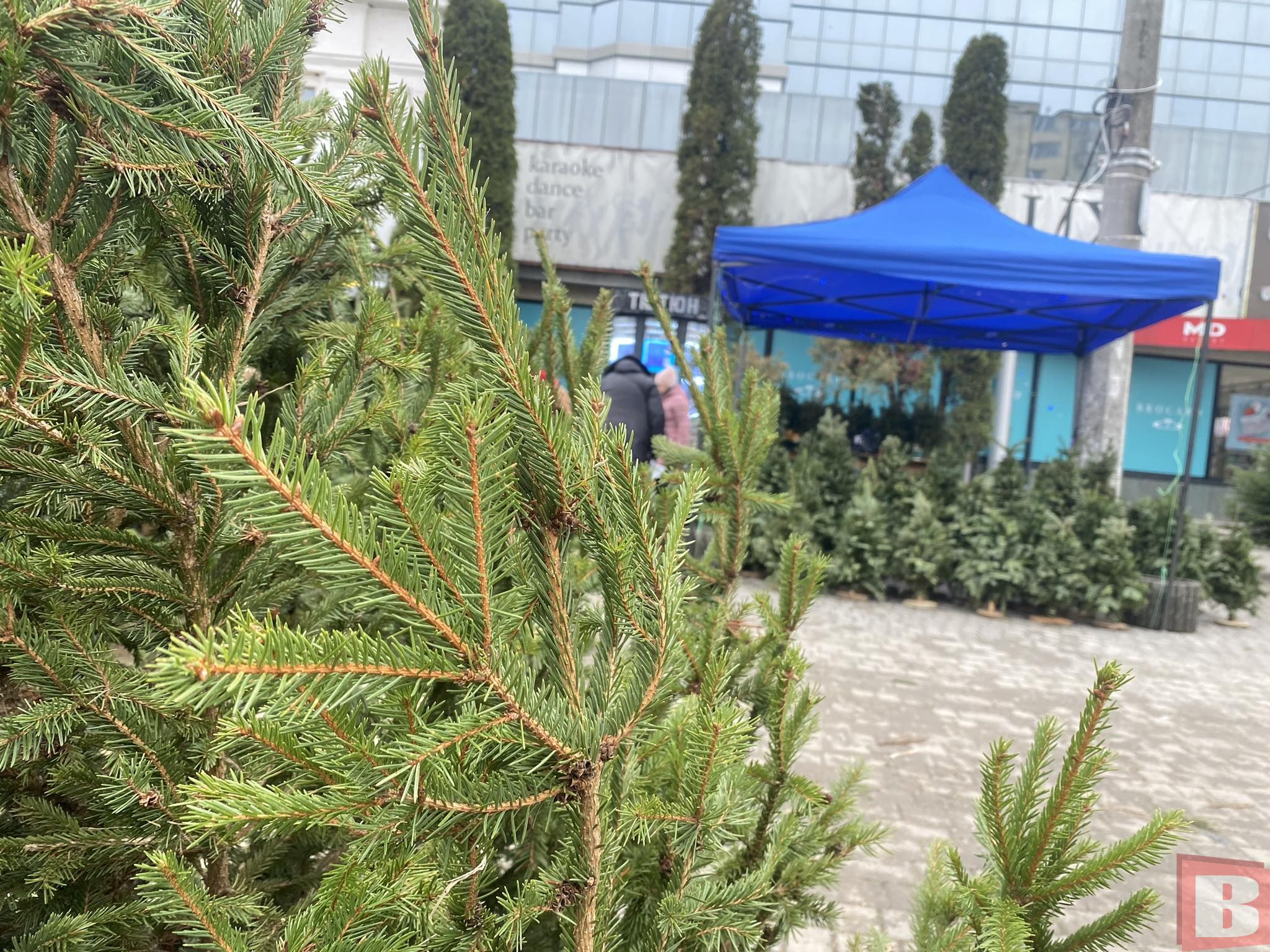 Новини Хмельницького - фото з Які ціни на живі ялинки у Хмельницькому: ми перевірили