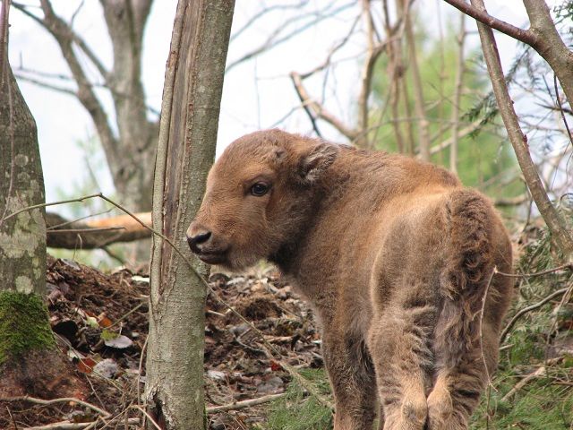 Новини Вінниці - фото з Найбільша популяція червонокнижного зубра проживає в лісах Вінниччини