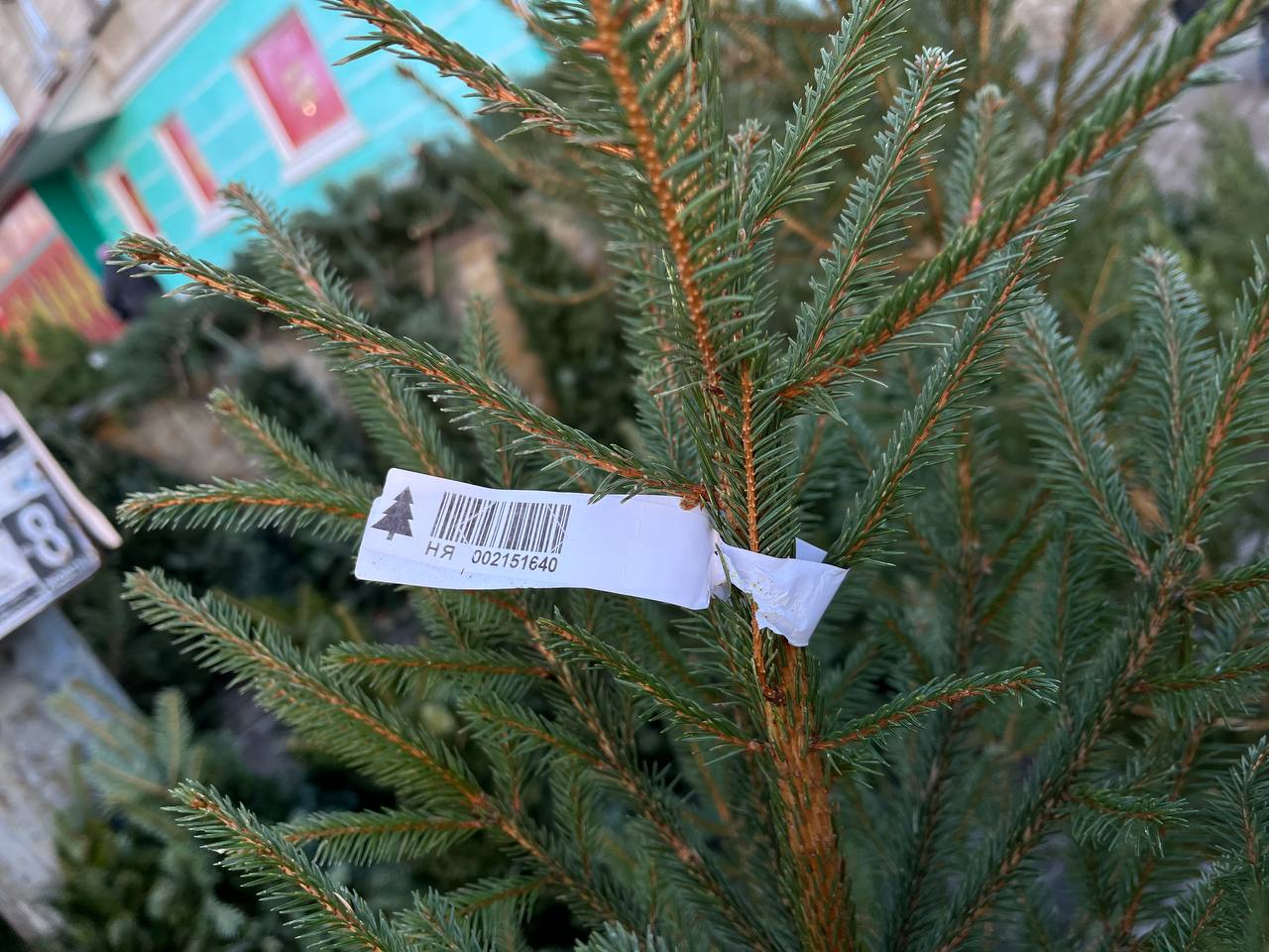 Новини Тернополя - фото з Скільки коштують ялинки та чи легально їх продають у Тернополі: перевірили журналісти «20 хвилин»