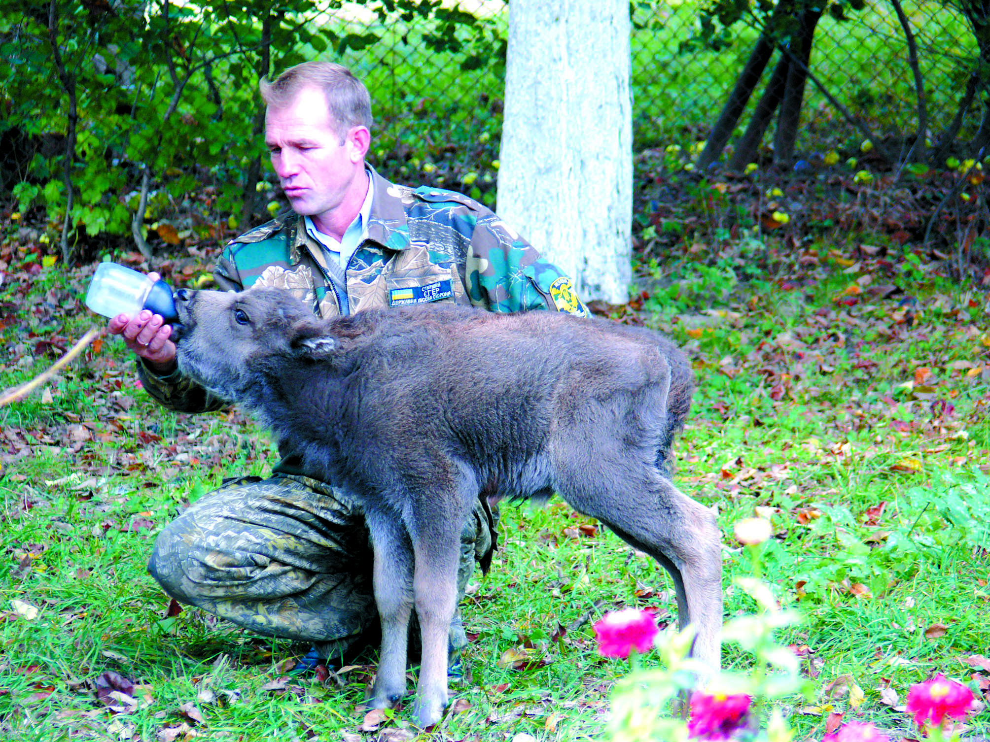 Новини Вінниці - фото з Найбільша популяція червонокнижного зубра проживає в лісах Вінниччини