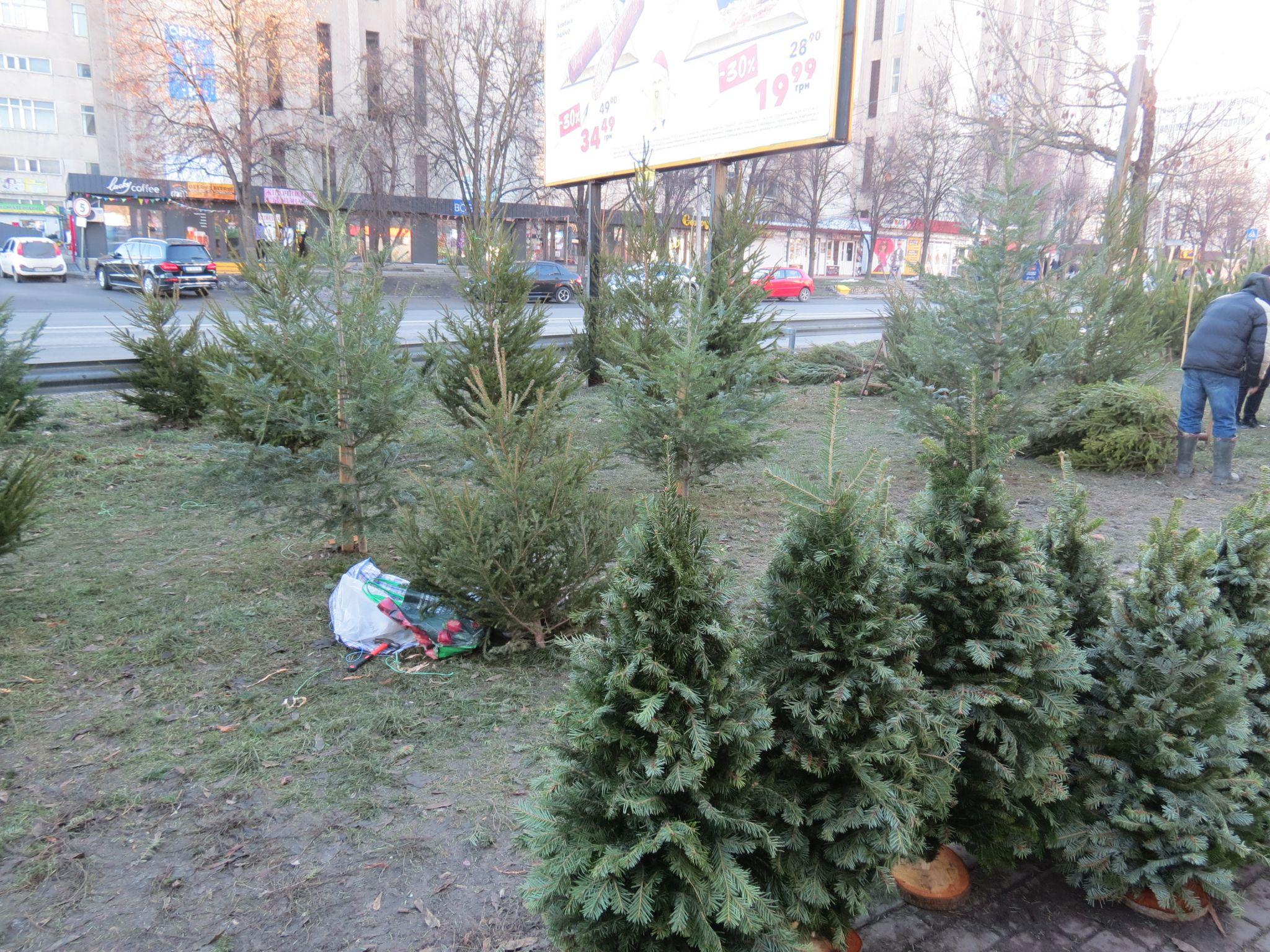 Новини Тернополя - фото з Скільки коштують ялинки та чи легально їх продають у Тернополі: перевірили журналісти «20 хвилин»