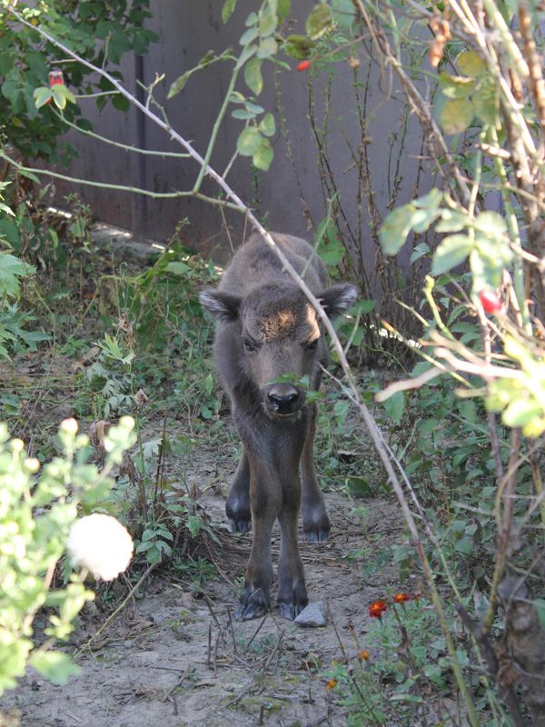 Новини Вінниці - фото з Найбільша популяція червонокнижного зубра проживає в лісах Вінниччини