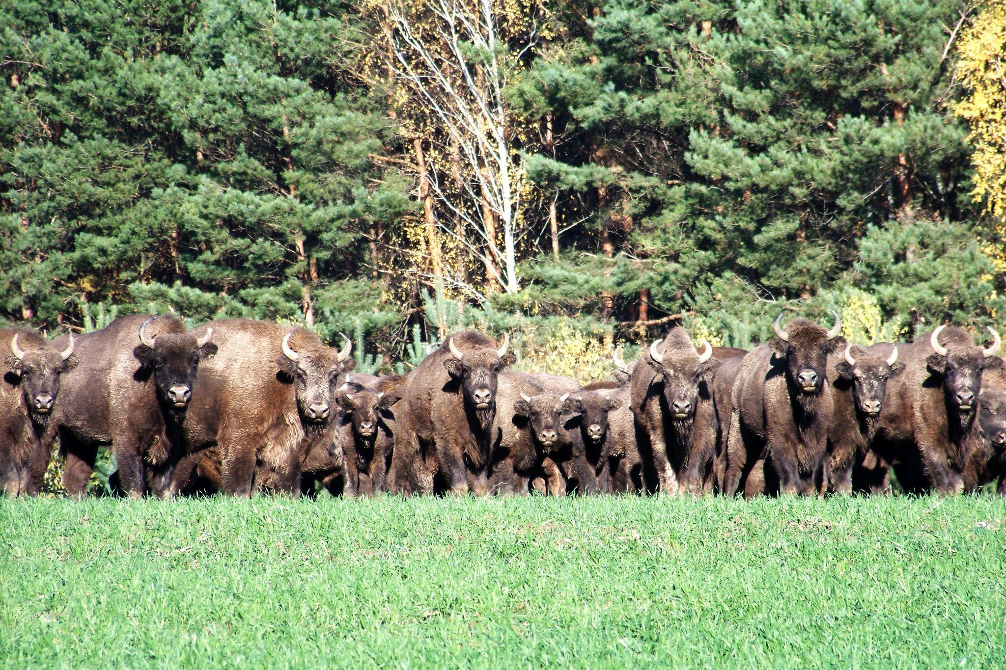 Новини Вінниці - фото з Найбільша популяція червонокнижного зубра проживає в лісах Вінниччини