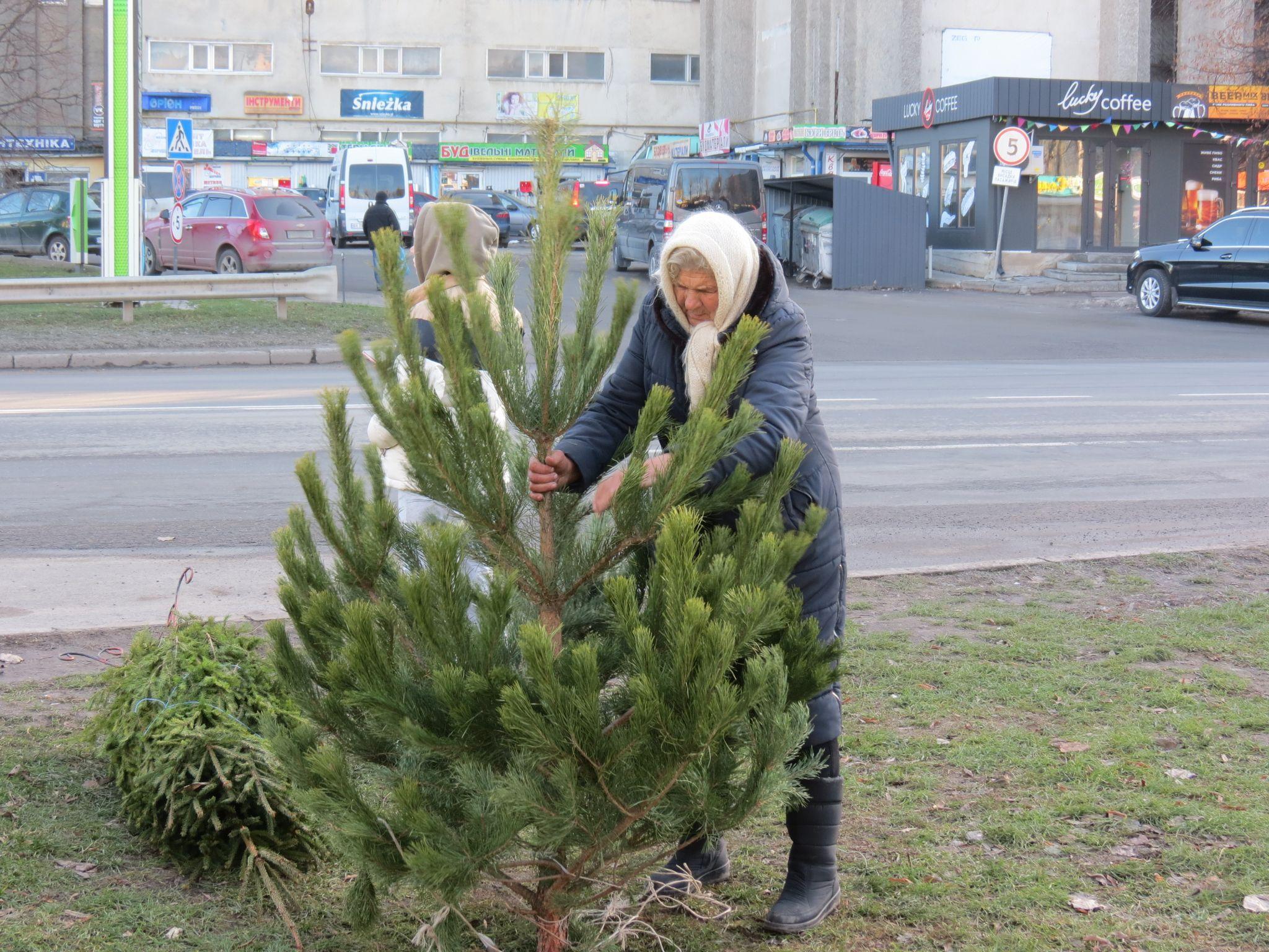 Новини Тернополя - фото з Скільки коштують ялинки та чи легально їх продають у Тернополі: перевірили журналісти «20 хвилин»