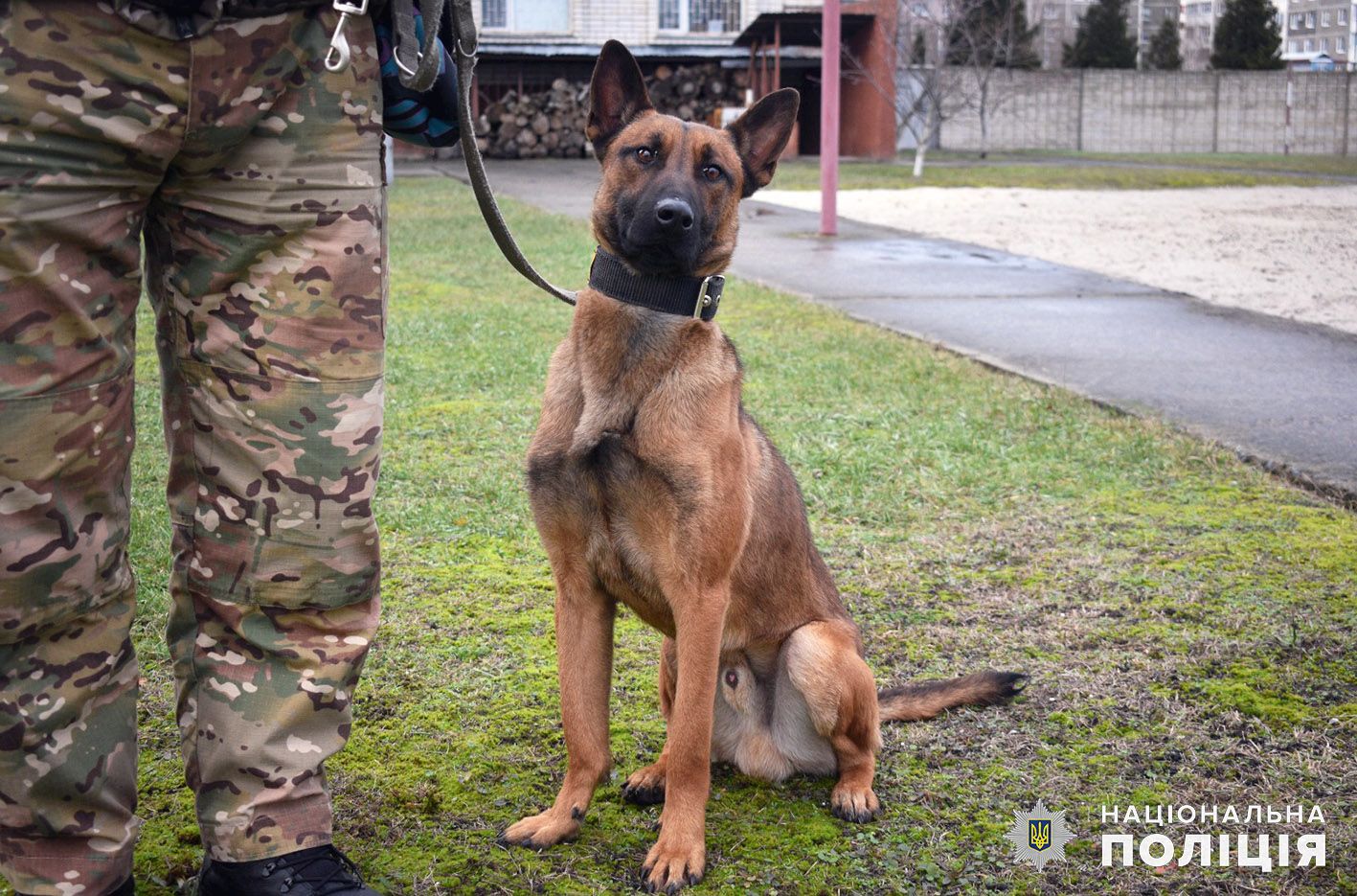 Новини Хмельницького - фото з У шепетівській поліції працює собака, з яким спілкуються німецькою