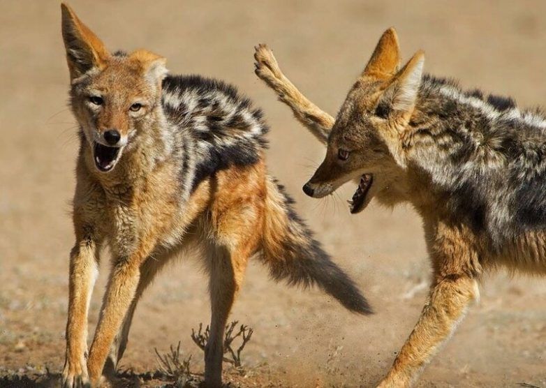 Новини Вінниці - фото з Нетиповий для нашої місцевості хижак оселився в лісах Вінниччини