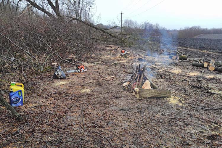 Новини Тернополя - фото з Розчищаючи лісопосадку, підприємство на Гусятинщині зрізало забагато дерев — поліція