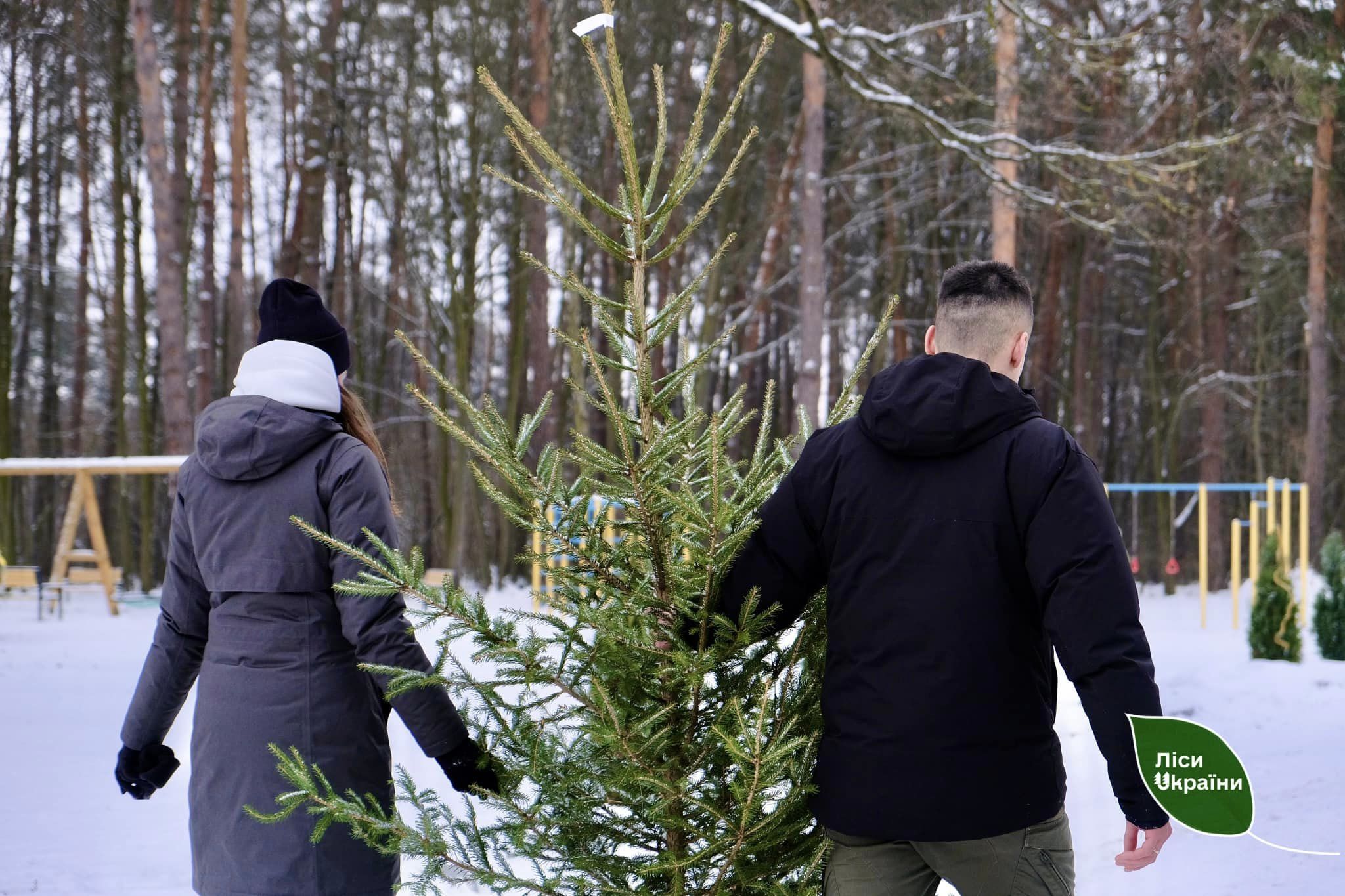 Новини Тернополя - фото з На Тернопільщині за час різдвяно-новорічних свят продали майже 2 тисячі ялинок