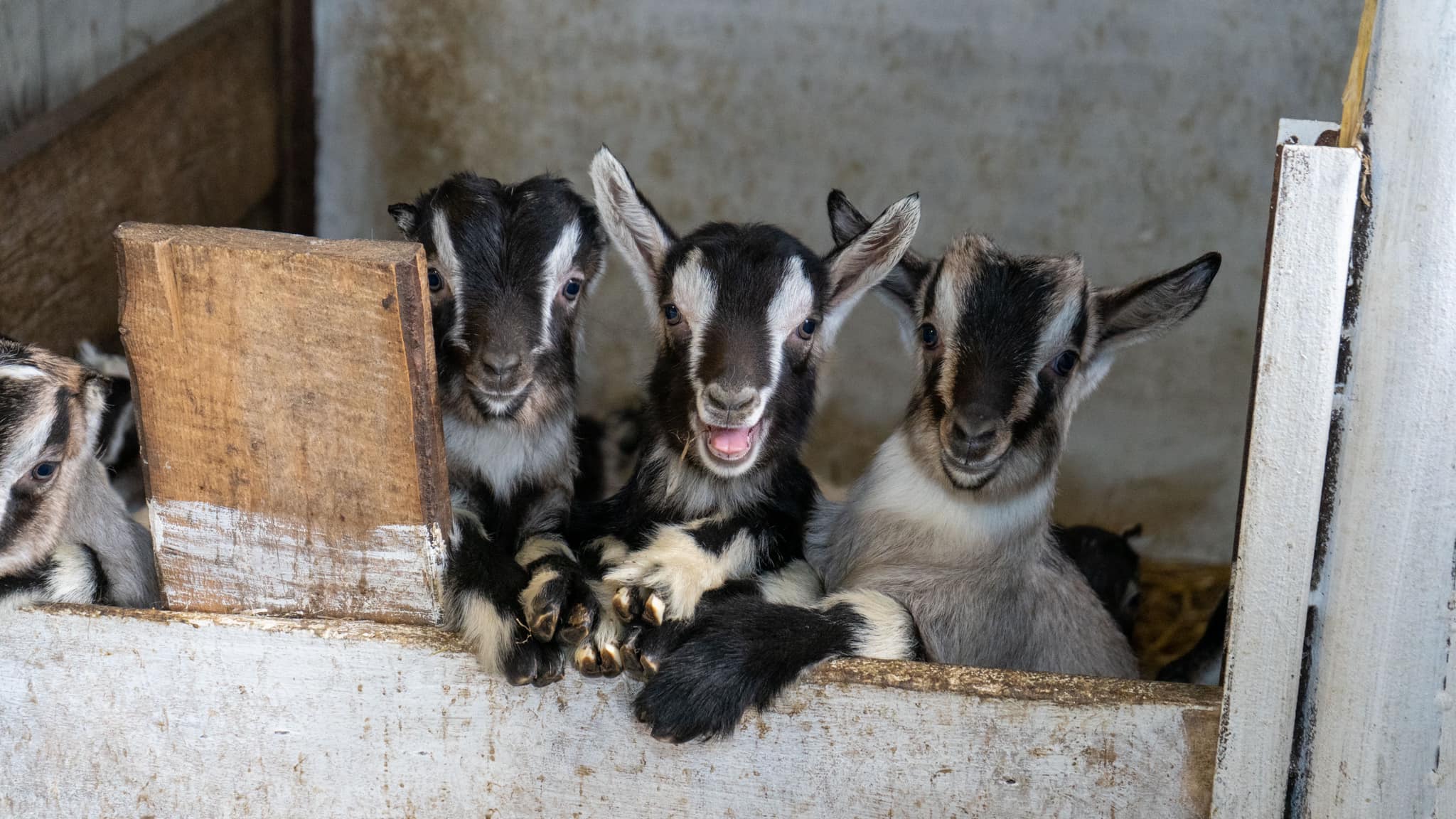 Новини Вінниці - фото з Сировар з Літина виграв два гранти на мільйон гривень. Як йому це вдалося і що радить іншим?