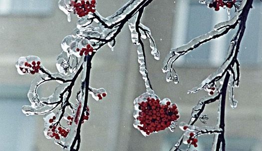 Новини Вінниці - фото з «Такі морози не витримували ні люди, ні тварини»: розповідаємо про найхолодніші в історії вінницькі зими