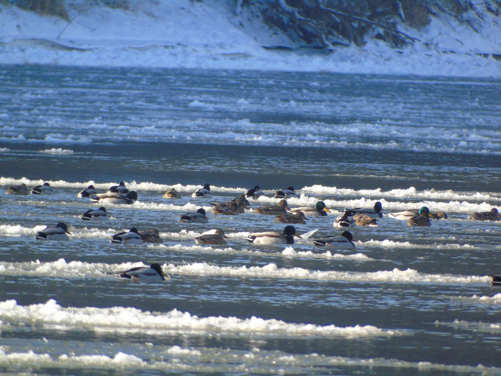 Новини Тернополя - фото з На Дністрі виявили найбільшого хижого птаха України і порахували пернатих