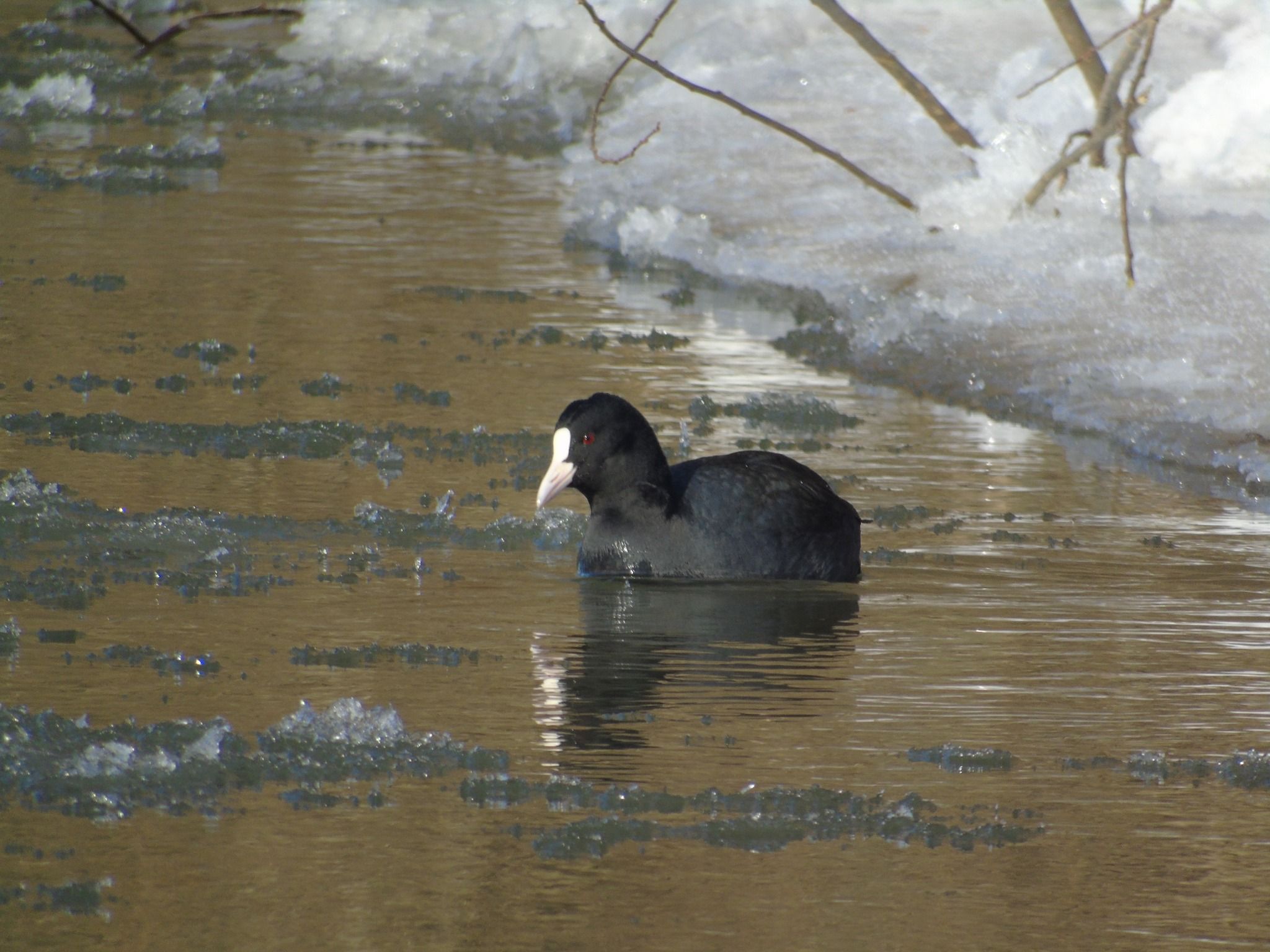 Новини Тернополя - фото з На Дністрі виявили найбільшого хижого птаха України і порахували пернатих