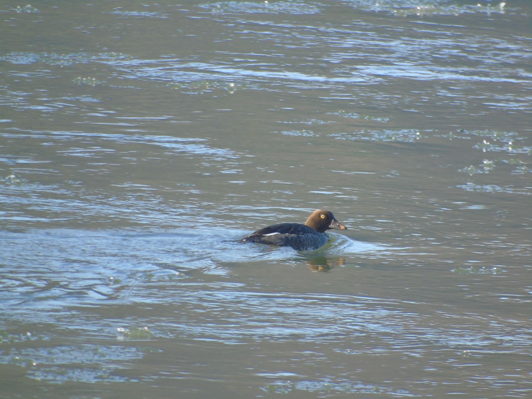 Новини Тернополя - фото з На Дністрі виявили найбільшого хижого птаха України і порахували пернатих