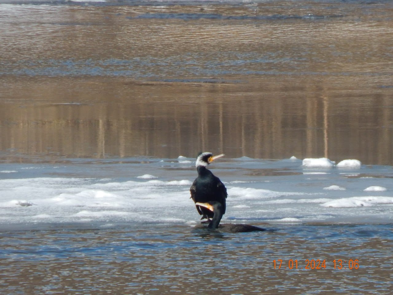 Новини Тернополя - фото з На Дністрі виявили найбільшого хижого птаха України і порахували пернатих