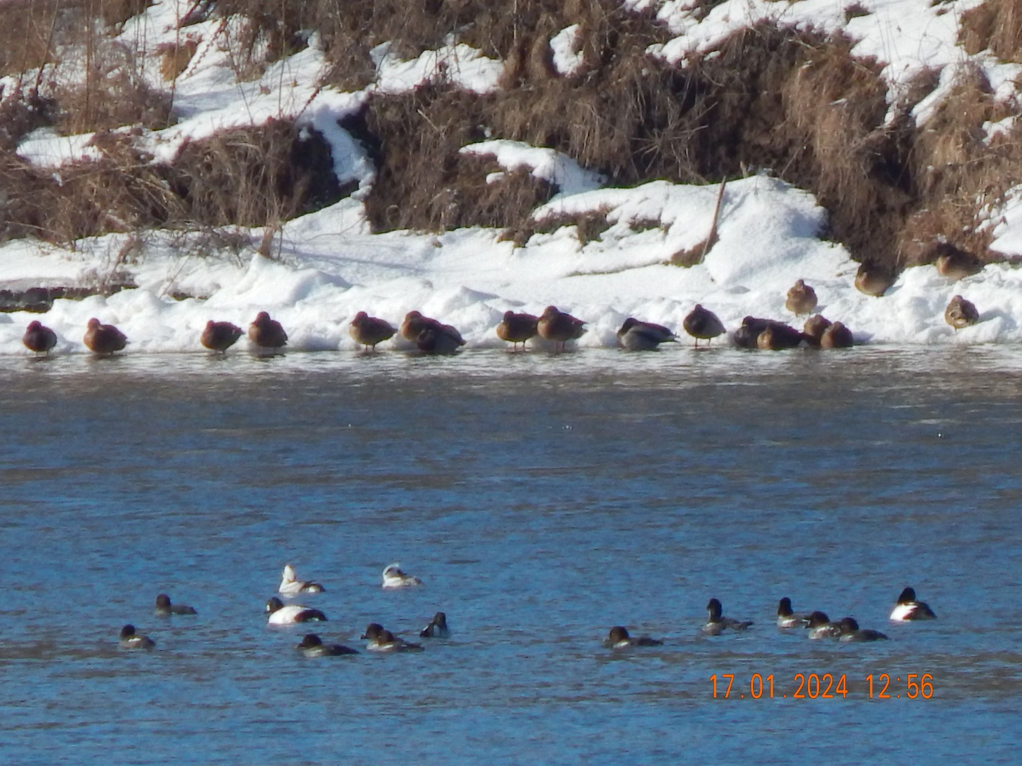 Новини Тернополя - фото з На Дністрі виявили найбільшого хижого птаха України і порахували пернатих