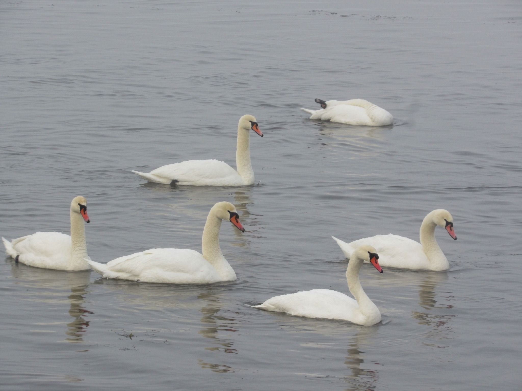 Новини Тернополя - фото з На Дністрі виявили найбільшого хижого птаха України і порахували пернатих