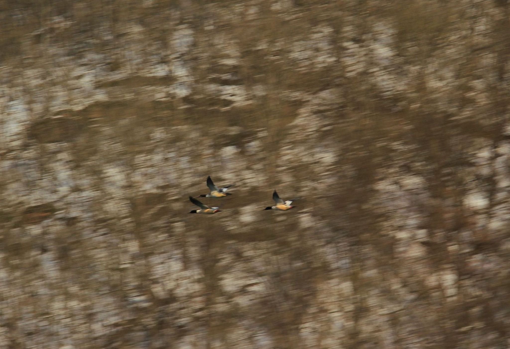 Новини Тернополя - фото з На Дністрі виявили найбільшого хижого птаха України і порахували пернатих