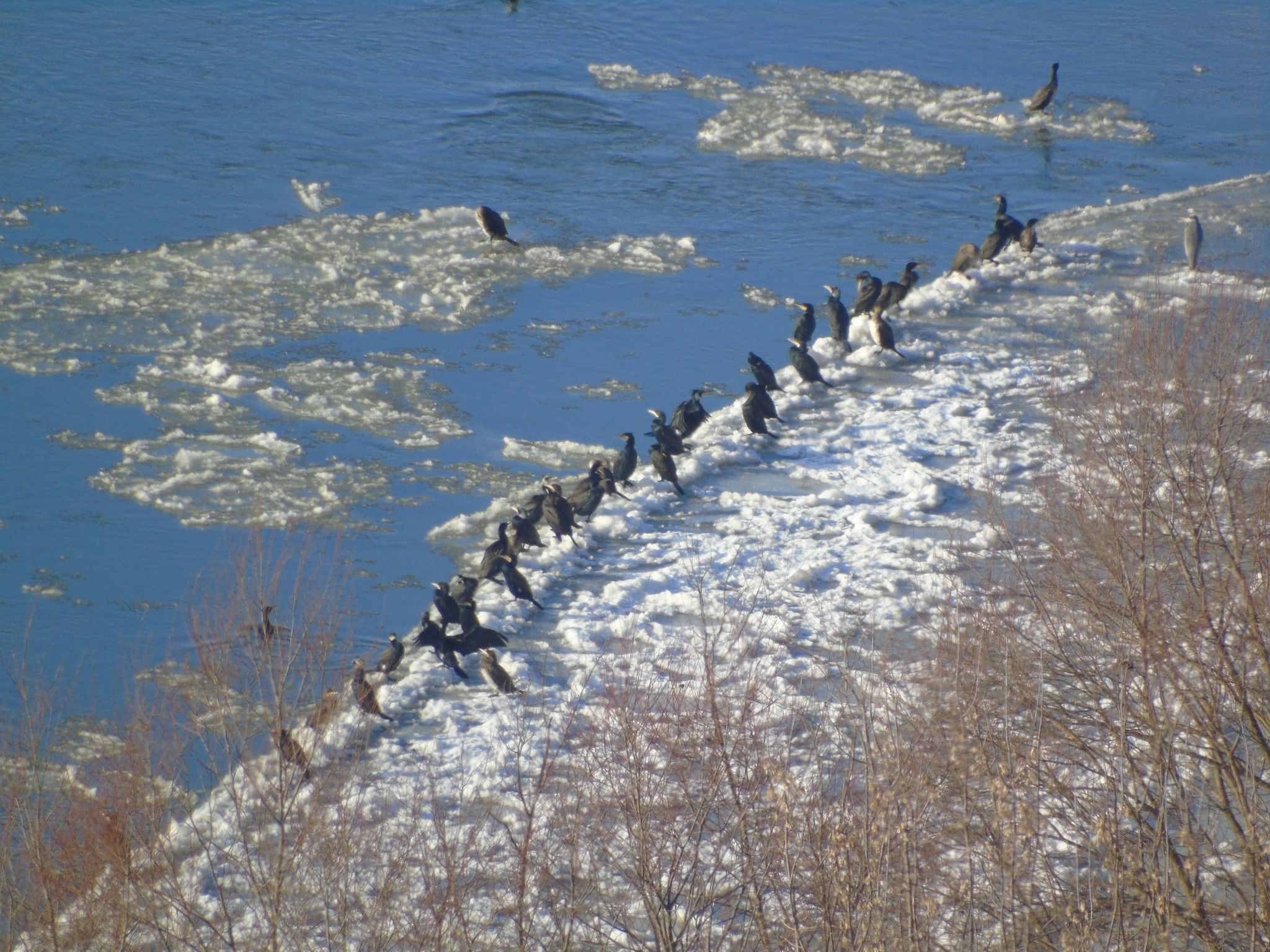 Новини Тернополя - фото з На Дністрі виявили найбільшого хижого птаха України і порахували пернатих