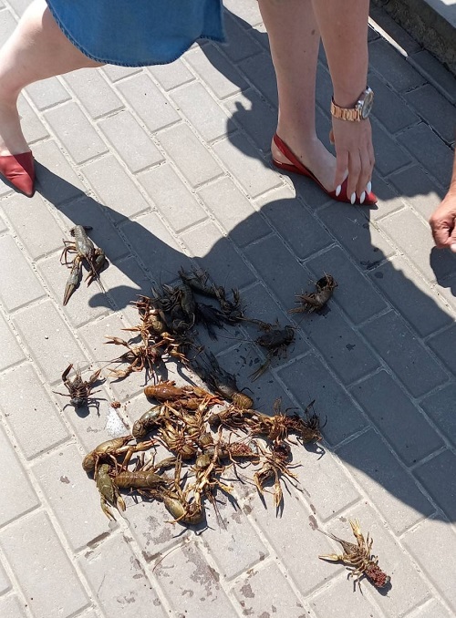 На зображенні може бути: 2 людини та багатоніжка