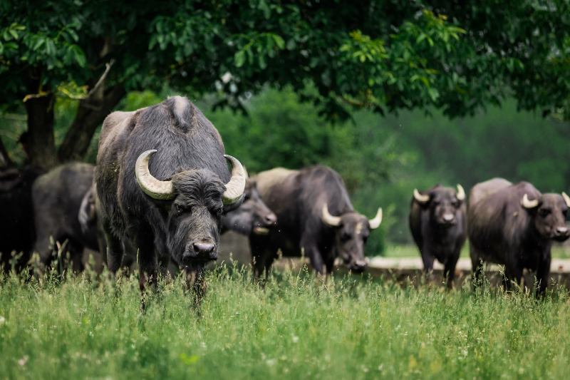 Новини Тернополя - фото з ТОП 10 зоопарків та зоокутків Західної України,куди варто поїхати з дітьми