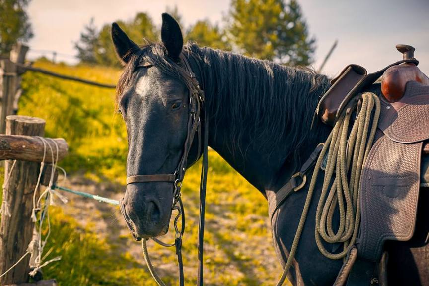 Новини Тернополя - фото з ТОП 10 зоопарків та зоокутків Західної України,куди варто поїхати з дітьми