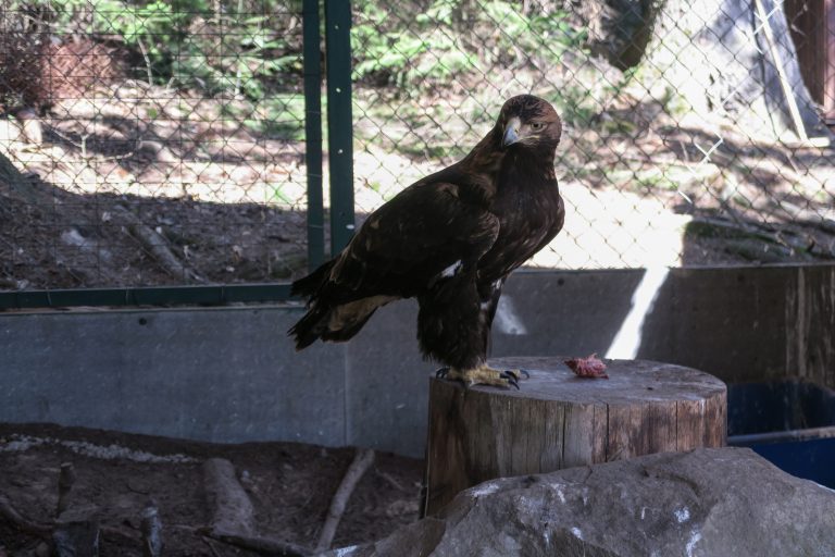 Новини Тернополя - фото з ТОП 10 зоопарків та зоокутків Західної України,куди варто поїхати з дітьми