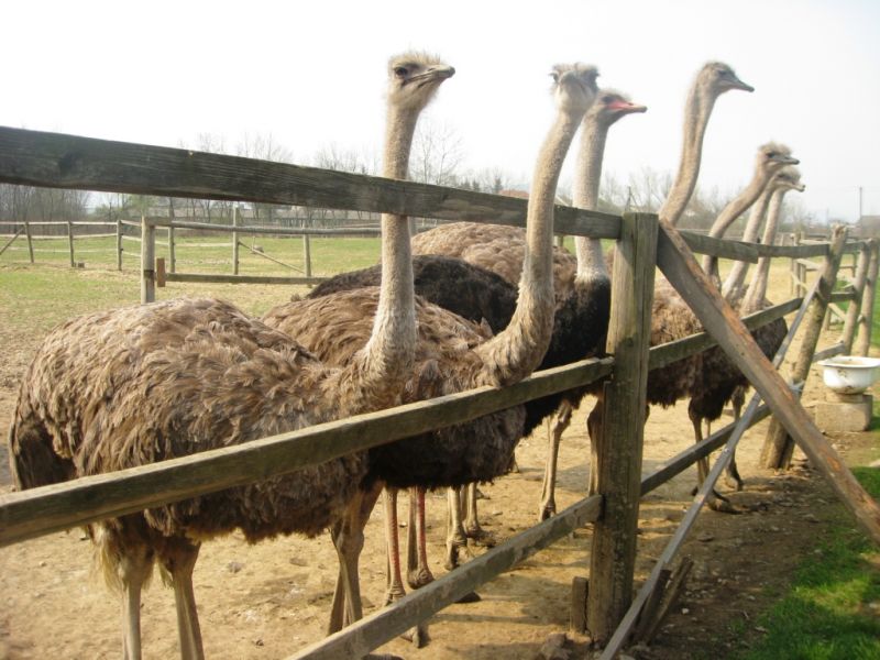 Новини Тернополя - фото з ТОП 10 зоопарків та зоокутків Західної України,куди варто поїхати з дітьми