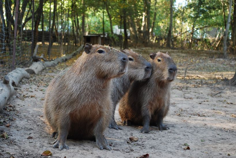 Новини Тернополя - фото з ТОП 10 зоопарків та зоокутків Західної України,куди варто поїхати з дітьми