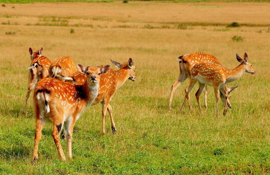 Новини Тернополя - фото з ТОП 10 зоопарків та зоокутків Західної України,куди варто поїхати з дітьми