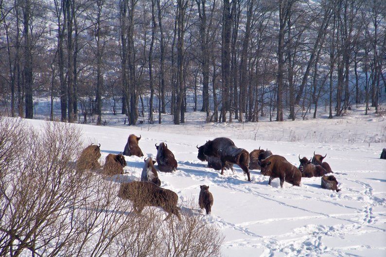 Новини Вінниці - фото з Слідами червонокнижних зубрів. Єгер Олександр Сіваченко про тварин, яких доглядає сорок років