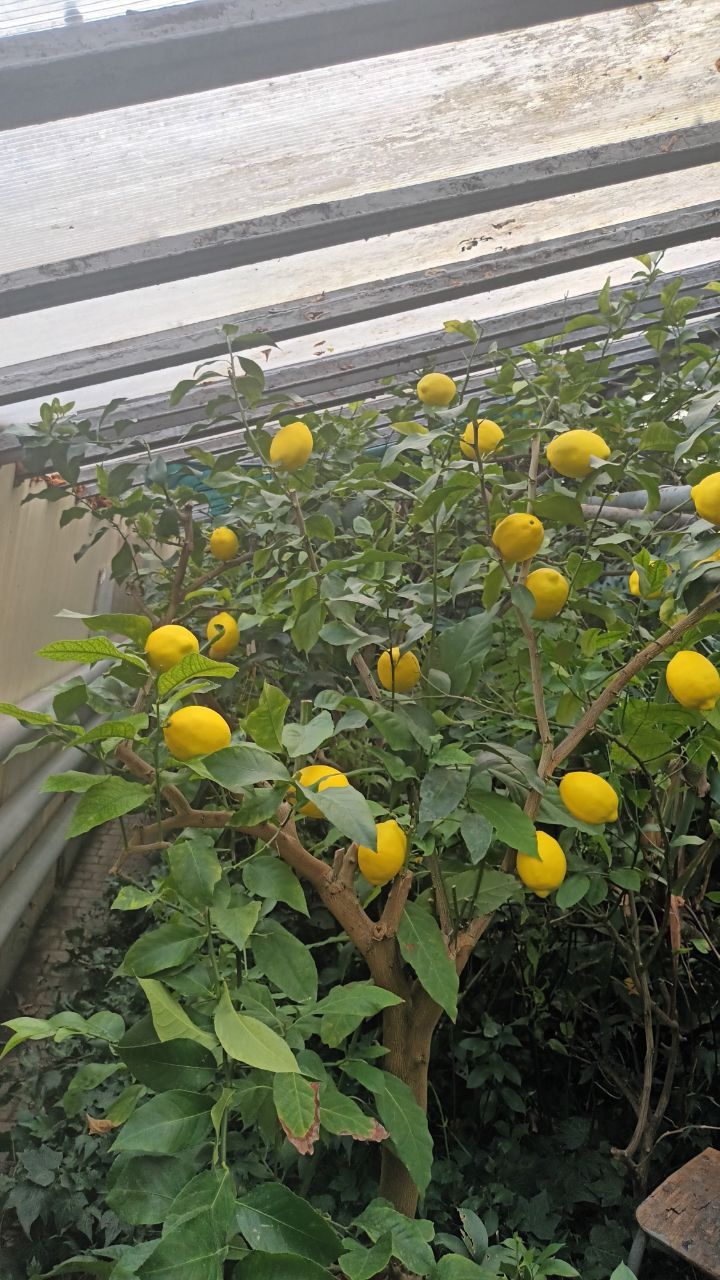 Новини Вінниці - фото з У теплиці вінницьких юннатів вирощують плоди для захисників України