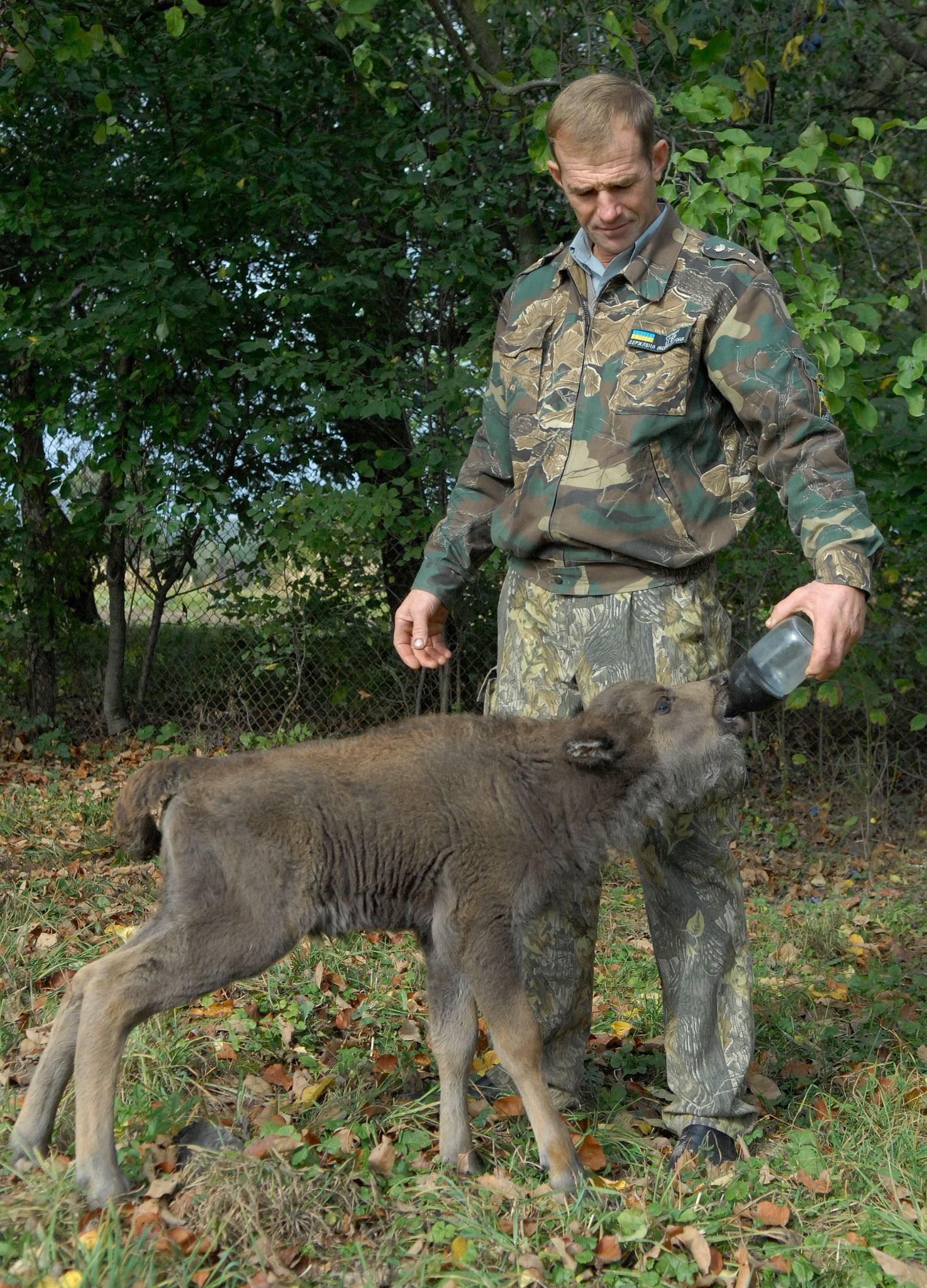 Новини Вінниці - фото з Слідами червонокнижних зубрів. Єгер Олександр Сіваченко про тварин, яких доглядає сорок років