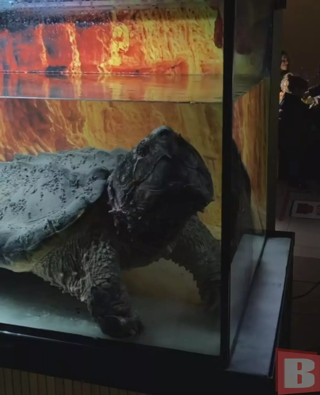 Новини Хмельницького - фото з Скандал з черепахами в Кам'янці: тварин повернули власнику