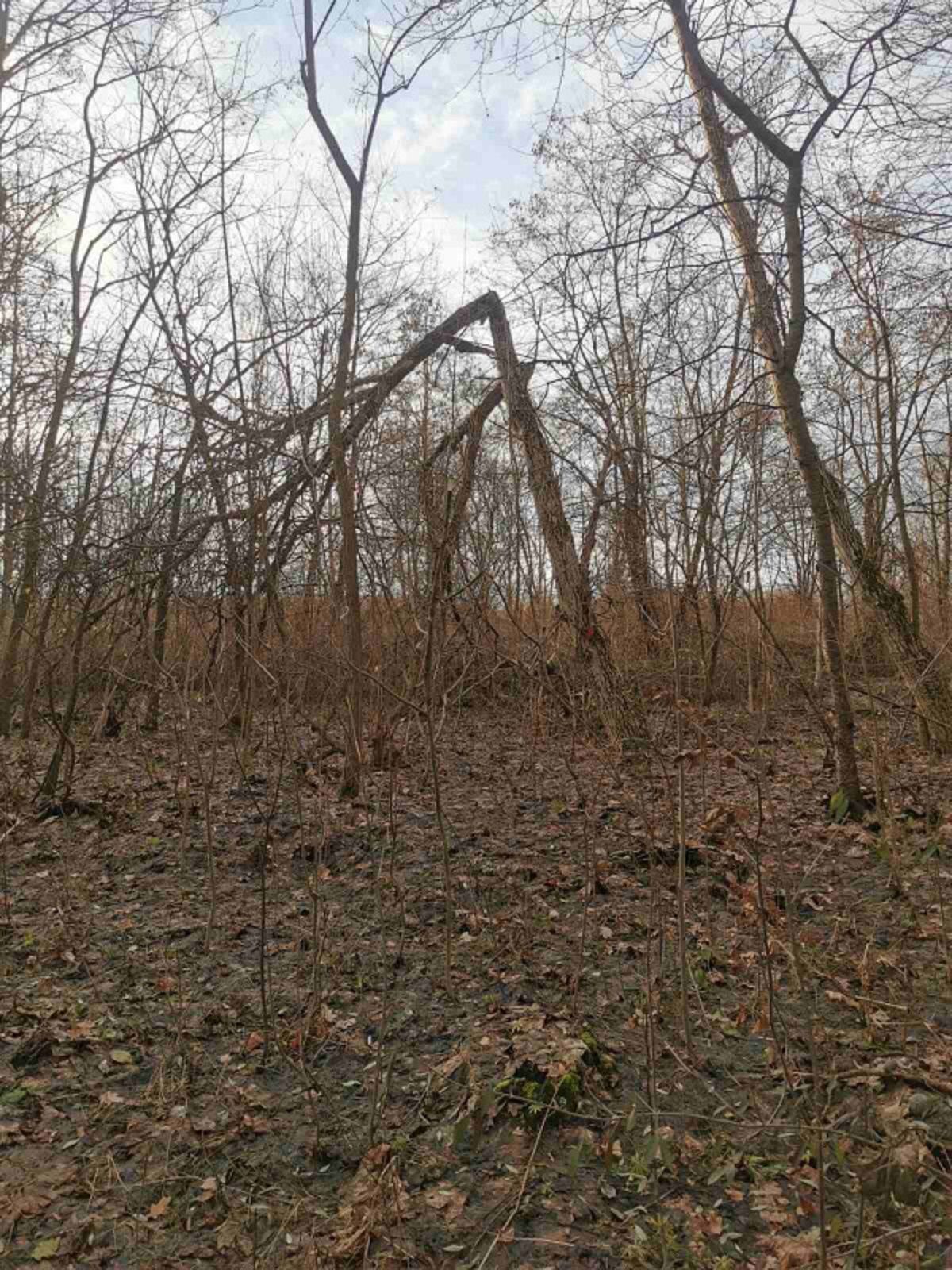 Новини Тернополя - фото з На вул. Львівській починають видаляти аварійні дерева